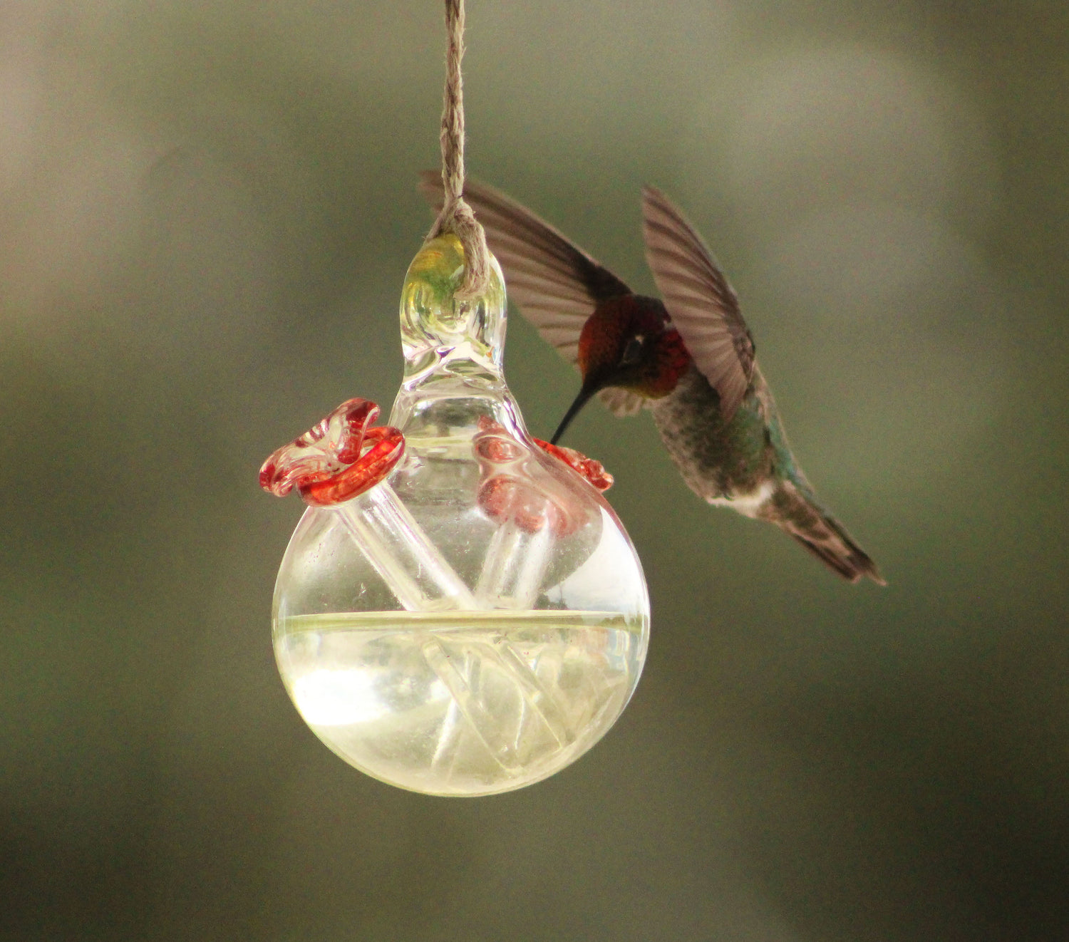 Hummingbird Feeders